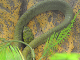 Фото Green Cat Snake