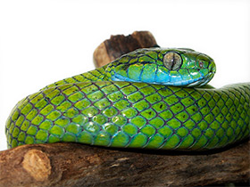 Фото Green Cat Snake