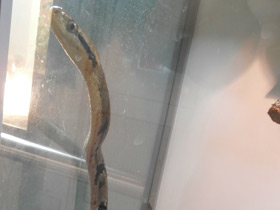 Фото Dog-tooth Cat Snake