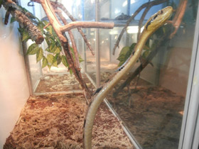 Фото Dog-tooth Cat Snake