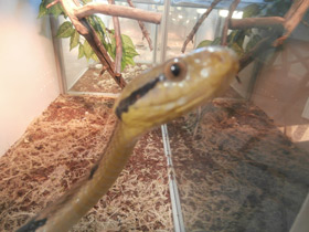 Фото Dog-tooth Cat Snake