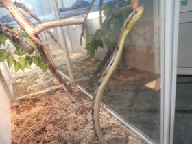 Фото Dog-tooth Cat Snake