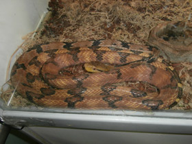 Фото Dog-tooth Cat Snake