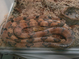 Фото Dog-tooth Cat Snake