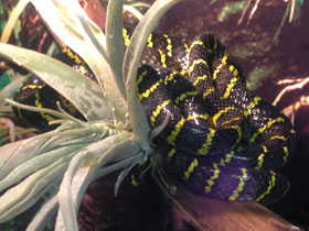 Фото Mangrove Snake