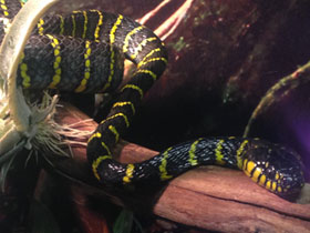 Фото Mangrove Snake