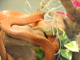Фото Red Cat Snake