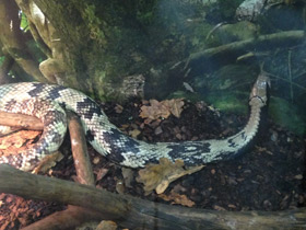 Фото False Water Cobra