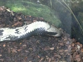 Фото False Water Cobra