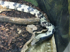 Фото False Water Cobra