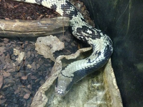 Фото False Water Cobra