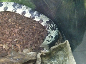 Фото False Water Cobra