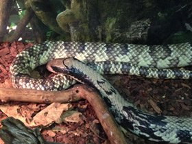 Фото False Water Cobra