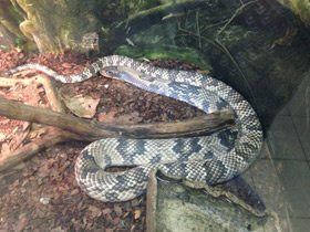 Фото False Water Cobra