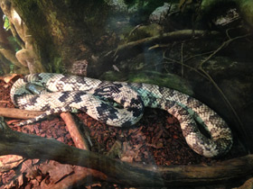 Фото False Water Cobra