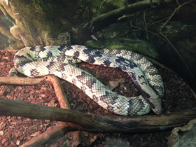 Фото False Water Cobra