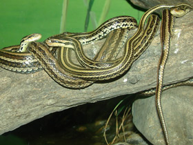 Фото Red-backed rat snake