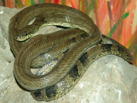 Фото Amur rat snake