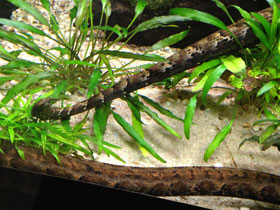 Фото Tentacled snake