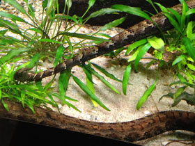 Фото Tentacled snake