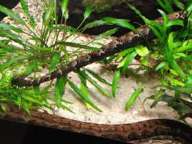 Фото Tentacled snake