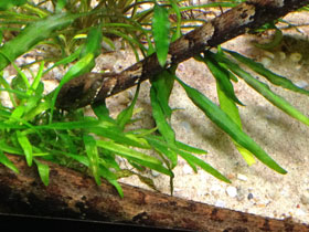 Фото Tentacled snake