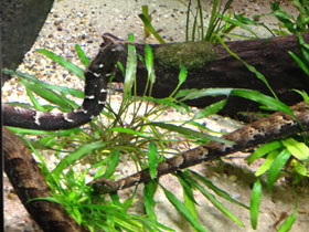 Фото Tentacled snake