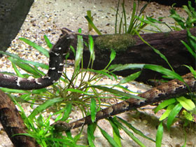 Фото Tentacled snake