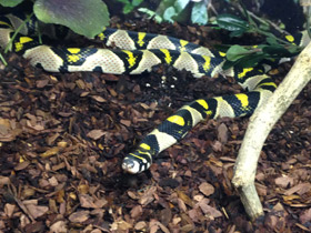 Фото Serpiente rata mandarín