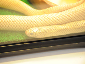 Фото Eastern kingsnake