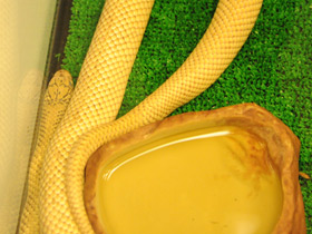 Фото Eastern kingsnake