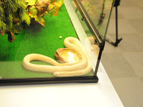 Фото Eastern kingsnake