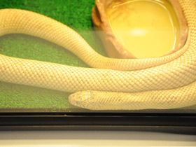 Фото Eastern kingsnake