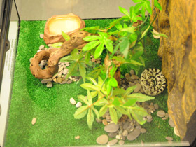 Фото California kingsnake