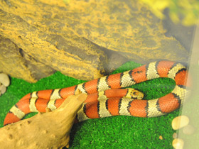 Фото Thayeri kingsnake