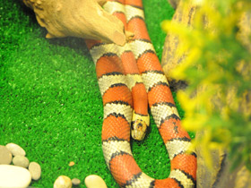 Фото Thayeri kingsnake