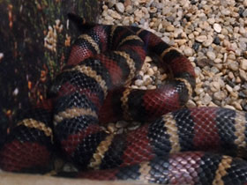 Фото Central American Milksnake