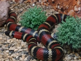 Фото Central American Milksnake