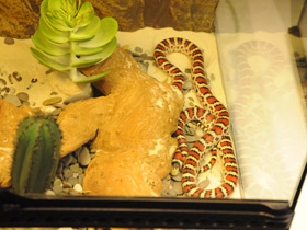 Фото Sonoran mountain kingsnake