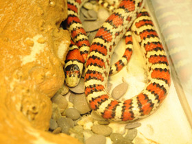 Фото Sonoran mountain kingsnake