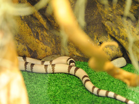 Фото Ghost Honduran Milk Snake