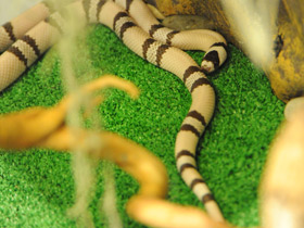 Фото Ghost Honduran Milk Snake