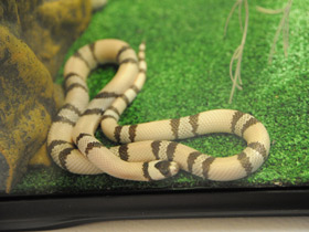Фото Ghost Honduran Milk Snake