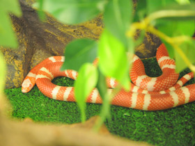 Фото Honduran milk snake