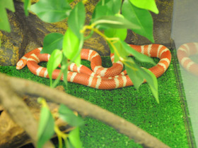 Фото Honduran milk snake