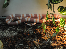 Фото Honduran milk snake