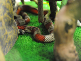 Фото Honduran milk snake
