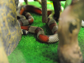 Фото Honduran milk snake