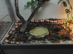 Фото Nelson's milksnake