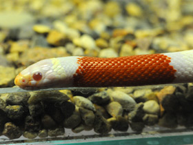 Фото Nelson's milksnake